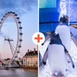 London: SEA LIFE & London Eye Combo Ticket - The Itinerary in Detail: What to Expect