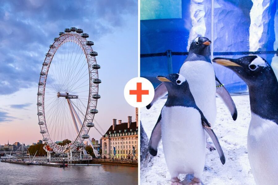 London: SEA LIFE & London Eye Combo Ticket - The Itinerary in Detail: What to Expect
