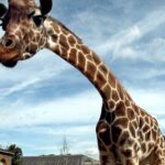 London Zoo Entry Ticket - Who Should Consider Visiting?