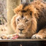 London Zoo: Entry Ticket - The Value Perspective
