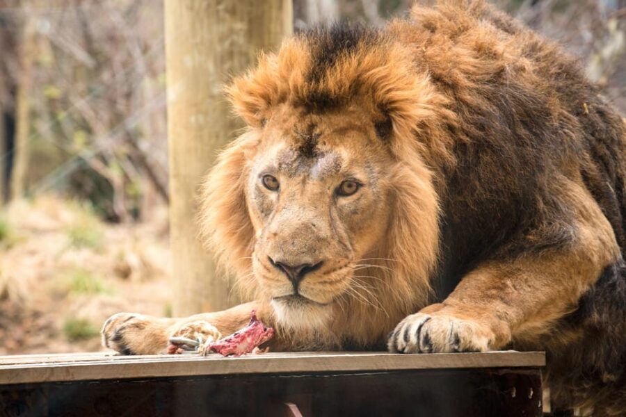 London Zoo: Entry Ticket - The Value Perspective