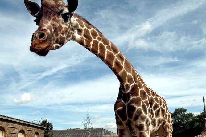 London Zoo Entry Ticket - Who Should Consider Visiting?
