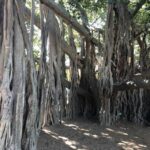 Lone Pine and Brisbane City Highlights - The Experience in Detail
