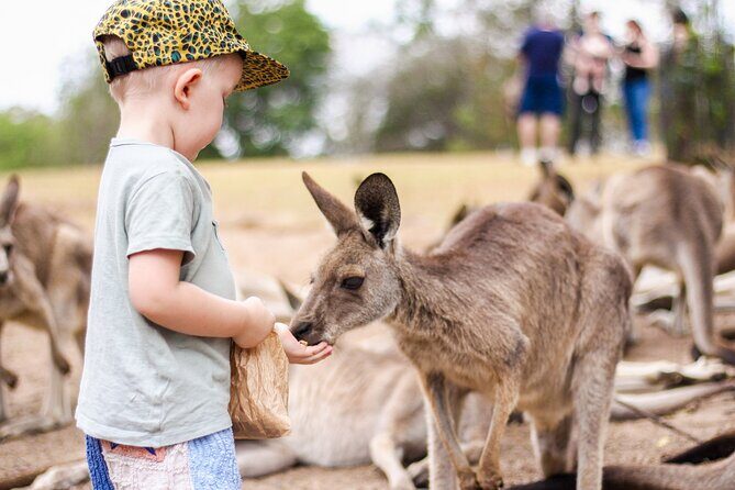 Lone Pine Koala Sanctuary Day Pass - What You Can Expect During Your Visit