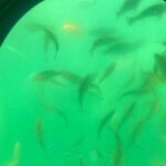 Long Beach: Glass Bottom Boat Harbor Ecotour - A Closer Look at the Ecotour Experience