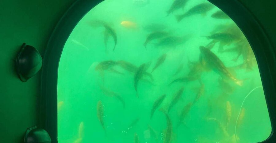 Long Beach: Glass Bottom Boat Harbor Ecotour - A Closer Look at the Ecotour Experience