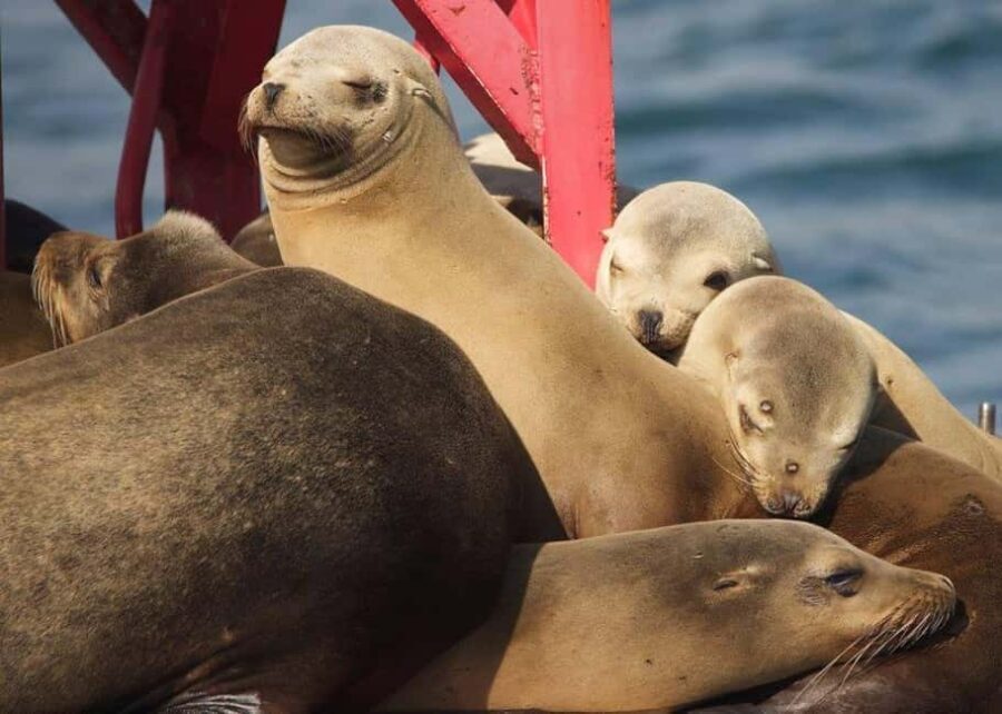 Long Beach: Sightseeing Harbor Cruise - Final Thoughts