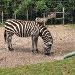 Long Island Farm & Vanderbilt Planetarium Tour|Kids 50% Off - The Vanderbilt Museum and Planetarium: A Glimpse into the Past