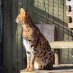 Long Island Farm & Wildplay Jones Beach Tour | Kids 50% Off - Who Should Consider This Tour?