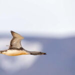 Longyearbyen: Wildlife Safari & Hiking Photography Tour - Who Will Love This Tour?