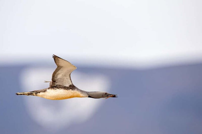 Longyearbyen: Wildlife Safari & Hiking Photography Tour - Who Will Love This Tour?