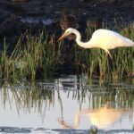 LookAbout Darwin Wetlands Wildlife Premium Tour Max 6 Guests - What Makes This Tour Stand Out?