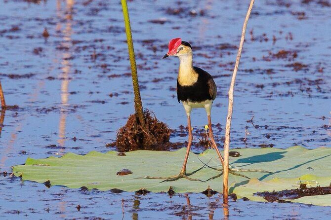 LookAbout Darwin, Wetlands & Wildlife Premium Tour - Max 6 Guests - The Practicalities: What You Need to Know