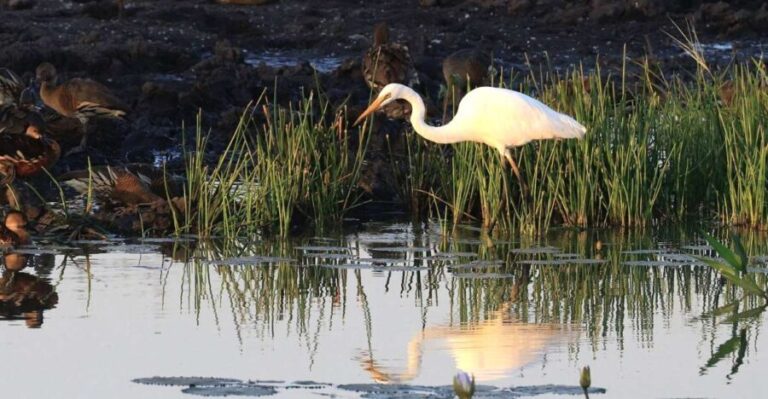 LookAbout Darwin Wetlands Wildlife Premium Tour Max 6 Guests - What Makes This Tour Stand Out?