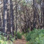 Lord of the Rings 1/2 day Tour to rule them all incl. Weta Tour - Exploring the Tour in Detail