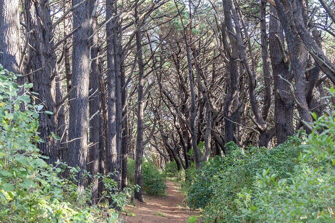 Lord of the Rings 1/2 day Tour to rule them all incl. Weta Tour - Exploring the Tour in Detail