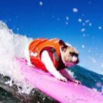Los Angeles: Surfing Lesson in Venice Beach - In-Depth Review: Why We Think This Surf Lesson Is Worth It
