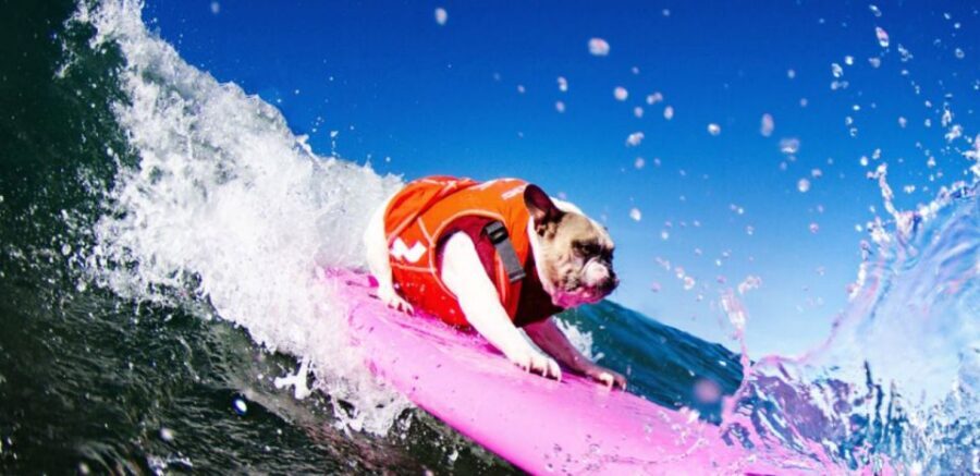 Los Angeles: Surfing Lesson in Venice Beach - In-Depth Review: Why We Think This Surf Lesson Is Worth It