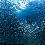 Los Cabos 2 tanks dive to The Corridor (Certified divers) - Authentic Experiences and Reviews