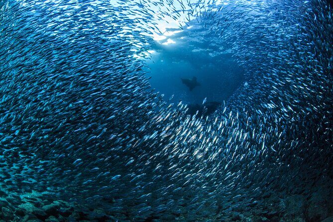 Los Cabos 2 tanks dive to The Corridor (Certified divers) - Authentic Experiences and Reviews