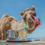 Los Cabos: Camel Ride Safari with Lunch and Tequila Tasting - Authenticity and Value