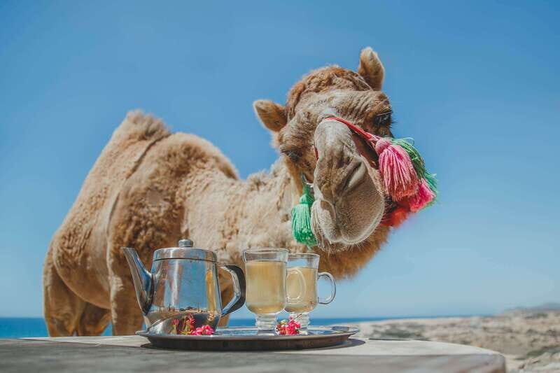 Los Cabos: Camel Ride Safari with Lunch and Tequila Tasting - Authenticity and Value