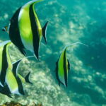 Los Cabos: Glass-Bottom Kayak and Snorkel Tour at Two Bays - Who Should Consider This Tour?