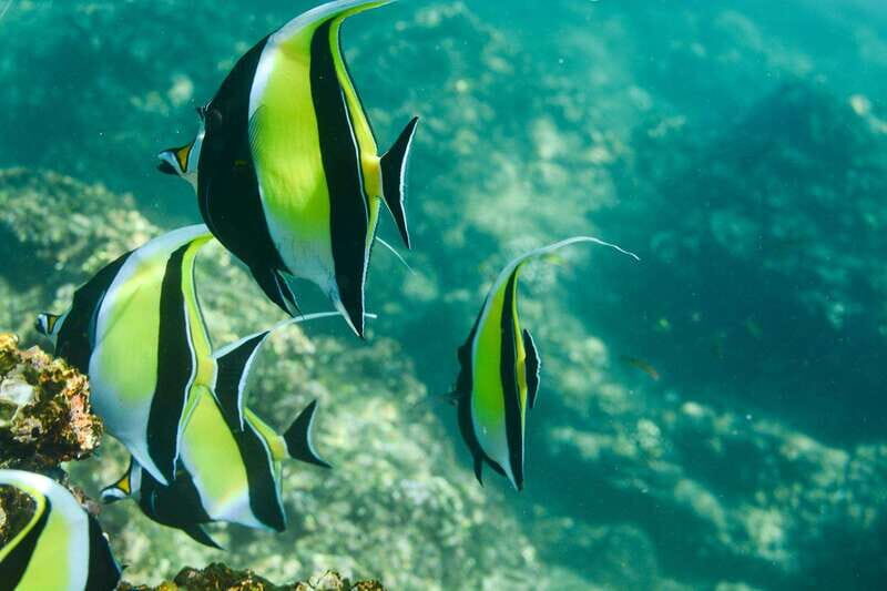 Los Cabos: Glass-Bottom Kayak and Snorkel Tour at Two Bays - Who Should Consider This Tour?