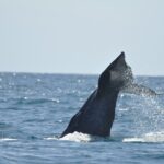 Los Cabos Humpback Whale: 10-Hour Tour 3 Hours of Whale Watching - FAQ
