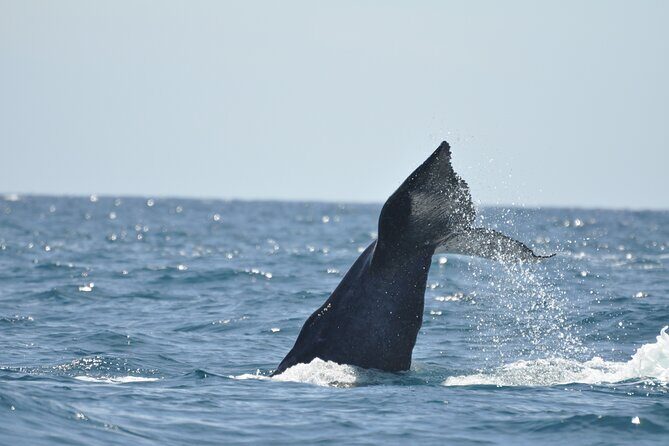 Los Cabos Humpback Whale: 10-Hour Tour 3 Hours of Whale Watching - FAQ