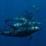 Los Cabos: Ocean Safari Snorkeling and Freediving Tour - Who Should Consider This Tour?
