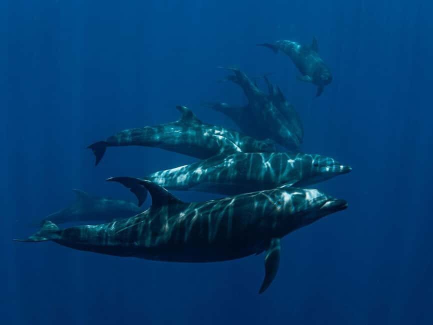 Los Cabos: Ocean Safari Snorkeling and Freediving Tour - Who Should Consider This Tour?