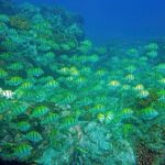 Los Cabos Snorkeling Tour by Speed Boat with Photos Included - Who Is This Tour Best For?