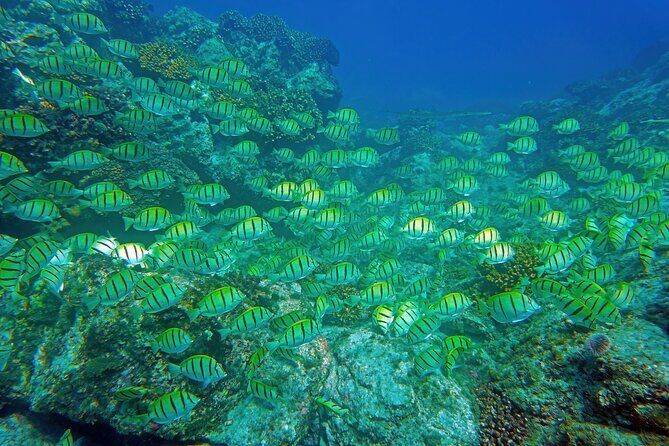 Los Cabos Snorkeling Tour by Speed Boat with Photos Included - Who Is This Tour Best For?