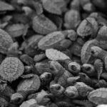 Los Cabos turtle release conservation program - Frequently Asked Questions