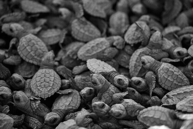 Los Cabos turtle release conservation program - Frequently Asked Questions