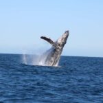 Los Cabos: Whale Watching and Safari - Who Is This Tour Best Suited For?