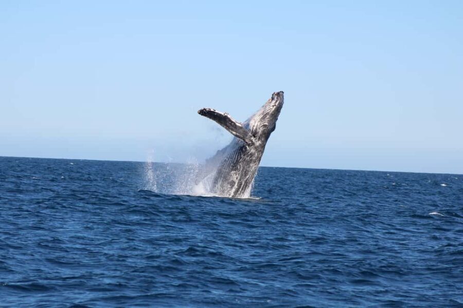 Los Cabos: Whale Watching and Safari - Who Is This Tour Best Suited For?
