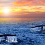 Los Cabos: Whale Watching and Sunset Catamaran Cruise - Final Thoughts