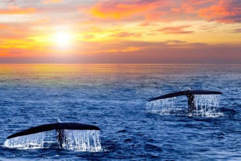 Los Cabos: Whale Watching and Sunset Catamaran Cruise - Final Thoughts