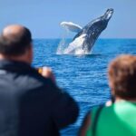 Los Cabos Whale Watching Cruise Including Breakfast - Final Thoughts