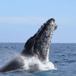 Los Cabos: Whale Watching (Transport and Pictures Included) - In-Depth Breakdown of the Itinerary