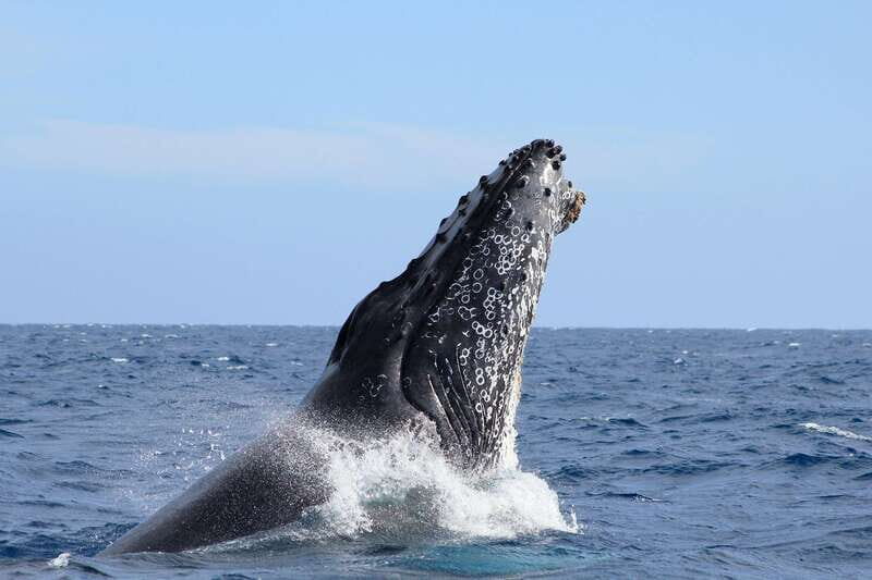 Los Cabos: Whale Watching (Transport and Pictures Included) - In-Depth Breakdown of the Itinerary