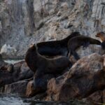 Los Cabos Whale Watching (Transportation and Pictures Included) - A Few Considerations