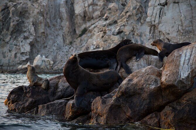 Los Cabos Whale Watching (Transportation and Pictures Included) - A Few Considerations