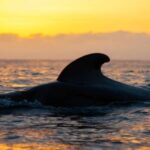 Los Cristianos: Eco Yacht Whale Watching Tour at Sunset - A More Detailed Look at the Itinerary