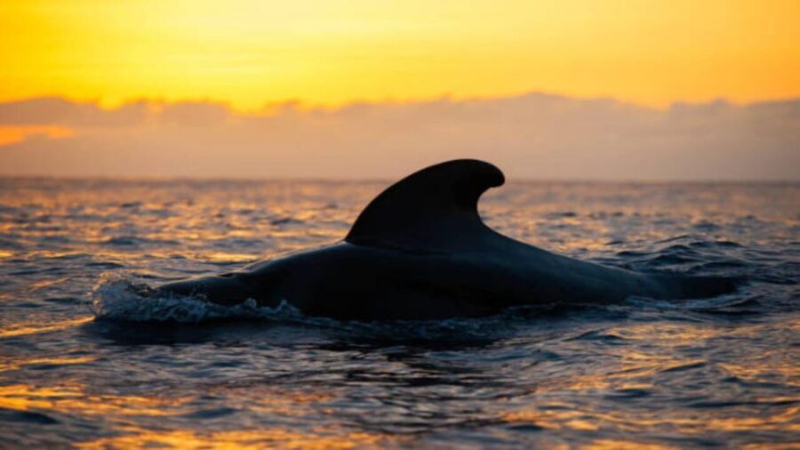 Los Cristianos: Eco Yacht Whale Watching Tour at Sunset - A More Detailed Look at the Itinerary