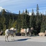 Louise, Moraine/Johnston Canyon, Minnewanka & Banff Town - FAQ