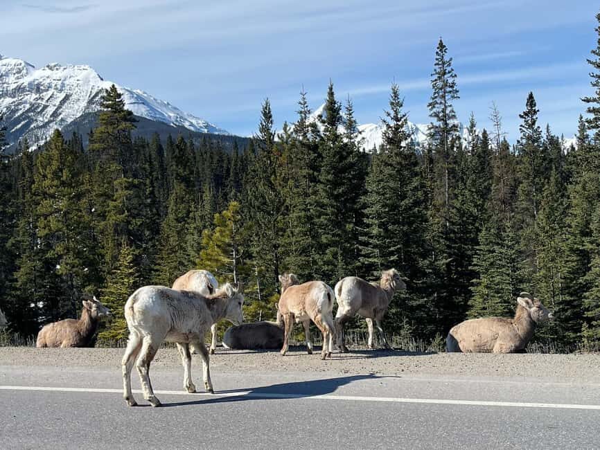 Louise, Moraine/Johnston Canyon, Minnewanka & Banff Town - FAQ
