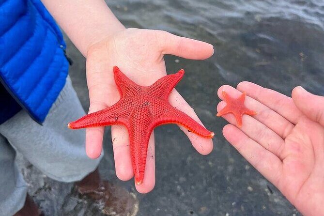 Low Tide Excursion & Totem Bight Park - Who Will Love This Tour?
